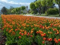 Kamianets-Podilskyi,  Khmelnytsky region, Ukraine. Avenue with beautiful spring flower bed with a lot of colored tulip flowers Royalty Free Stock Photo