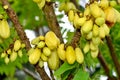 Kamias/Cucumber tree/Bilimbi Royalty Free Stock Photo