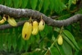 Kamias/Cucumber tree/Bilimbi