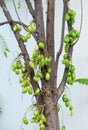 Kamias or Cucumber Tree