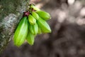 Kamias Fruit Clinging to a Tree in Southeast Asia