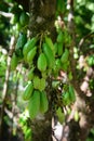 Kamias Fruit Clinging to a Tree in Southeast Asia