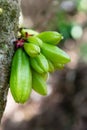 Kamias Fruit Clinging to a Tree in Southeast Asia Royalty Free Stock Photo