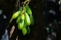 Kamias Fruit Clinging to a Tree in Southeast Asia Royalty Free Stock Photo
