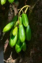 Kamias Fruit Clinging to a Tree in Southeast Asia
