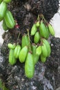 Kamias or tree cucumber