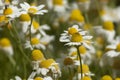 Kamille, Chamomile, Matricaria