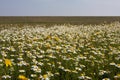 Kamille, Chamomile, Matricaria