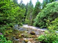 Kamniska Bistrica river flowing through a coniferous forest