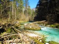 Kamniska bistrica river in Slovenia flowing through a forest