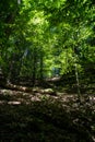 Kamnitz gorge, Bohemia, Czech Republic Royalty Free Stock Photo