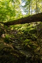 Kamnitz gorge, Bohemia, Czech Republic Royalty Free Stock Photo