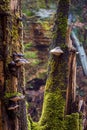 Kamnitz Gorge in Saxon switzerland national park Royalty Free Stock Photo