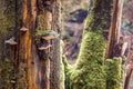 Kamnitz Gorge in Saxon switzerland national park Royalty Free Stock Photo