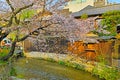 Kamo river in the center of Kyoto in spring Royalty Free Stock Photo