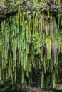 Green sword ferns hang from cliff, Kamokila Village, Kauai, Hawaii, USA Royalty Free Stock Photo
