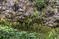 Sword fern grows off cliff near Kamokila Village, Kauai, Hawaii, USA Royalty Free Stock Photo