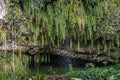 Sword ferns hang and water falls over Fern Grotto, Kamokila Village, Kauai, Hawaii, USA Royalty Free Stock Photo