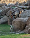 The kamori goat stands on a high stone and looks at its kid. A beautiful breed of oriental braids. Goat with goatling