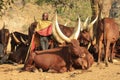 Unusual brown meat cows with long horns. Traditionally grown in Uganda. A black shepherd in a traditional dress grazes cows