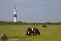 Kampen lighthouse Langer Christian with cows