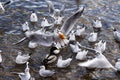 Fight for food, seagulls in winter