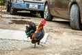 Kampong Chicken spotted at a village located in Buangkok, Hougang, Singapore. Royalty Free Stock Photo