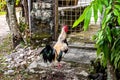 Kampong Chicken spotted at a village located in Buangkok, Hougang, Singapore. Royalty Free Stock Photo