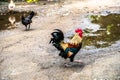 Kampong Chickens spotted at a village located in Buangkok, Hougang, Singapore. Royalty Free Stock Photo