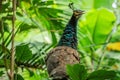 Peafowl (males are peacocks and females are peahens) are classified as a domestic species in Florida.