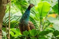 Peafowl (males are peacocks and females are peahens) are classified as a domestic species in Florida.