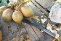 A hatchet and coconuts on a table in Kampong Thom, Cambodia Royalty Free Stock Photo
