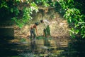 Cambodian people man and boy collect seaweed wrack of the lake in Kep National Park, Cambodia