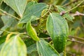 Kampot pepper grown and produced in Kampot Province