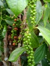 Kampot pepper