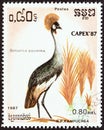 KAMPUCHEA - CIRCA 1987: A stamp printed in Kampuchea shows Black crowned crane Balearica pavonina, circa 1987.