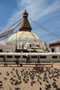 A huge flock of pigeons on Kathmandu street near the Buddhist stupa