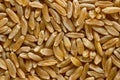 Kamut Khorasan wheat macro photo from above