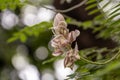 Kan Pai Mahidol flower is a type of vine named Afgekia mahidolae Burtt et Chermsir.A White and purple flower in Thailand.