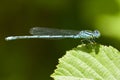 Kanaaljuffer, Blue-eye, Erythromma lindenii Royalty Free Stock Photo