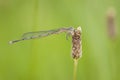 Kanaaljuffer, Blue-eye, Erythromma lindenii Royalty Free Stock Photo