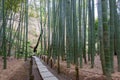 Bamboo forest at Hokokuji Temple in Kamakura, Kanagawa, Japan. The temple was originally built in Royalty Free Stock Photo