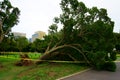 Tree felled by typhoon. Yamashita Park public park in Naka Ward, Yokohama