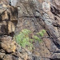 Kanak petroglyphs. Aboriginal art. Indigenous native people traditional customary ancient old rock carvings, New Caledonia.