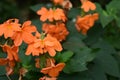 Kanakambaram flowers, crossandra infundibuliformis