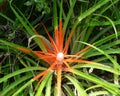 Kanapaha Botanical Gardens Bromeliad Succulent Plant