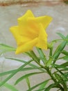 Kanare flower in yellow verity