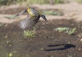 Kanarie, Atlantic Canary, Serinus canaria