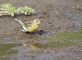 Kanarie, Atlantic Canary, Serinus canaria