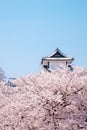 Kanazawa Castle sukara cherry blossoms surrounding full bloom in pink color in front roof top of castle against clear blue sky bac Royalty Free Stock Photo